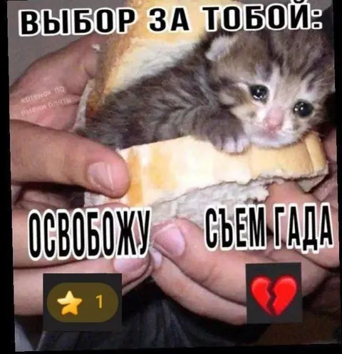 Освобожу или съем котёнка