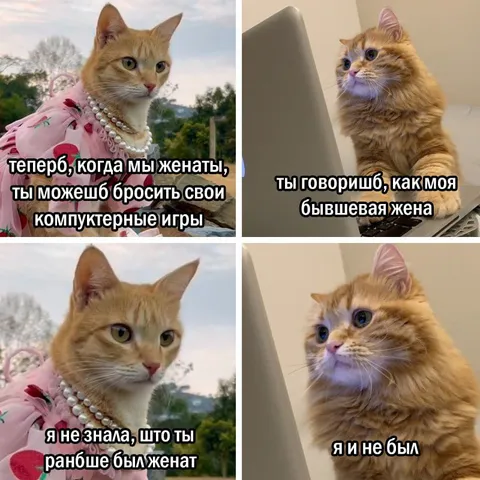 Кошки спорят о бывшей жене