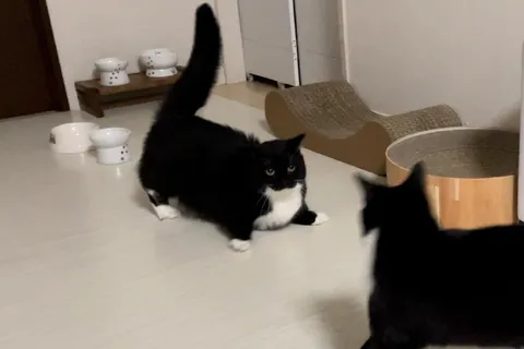Кот крадётся к другому коту