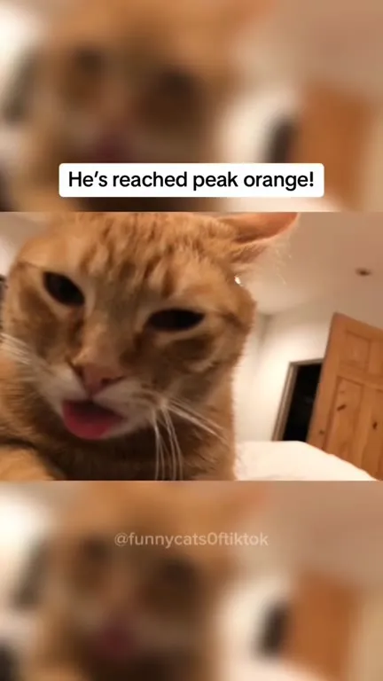 Orange Cat Behavior Compilation