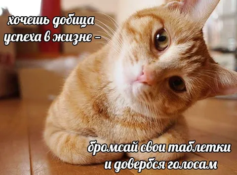 Кот желает добиться успеха