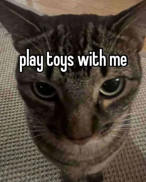 Cat Wants to Play