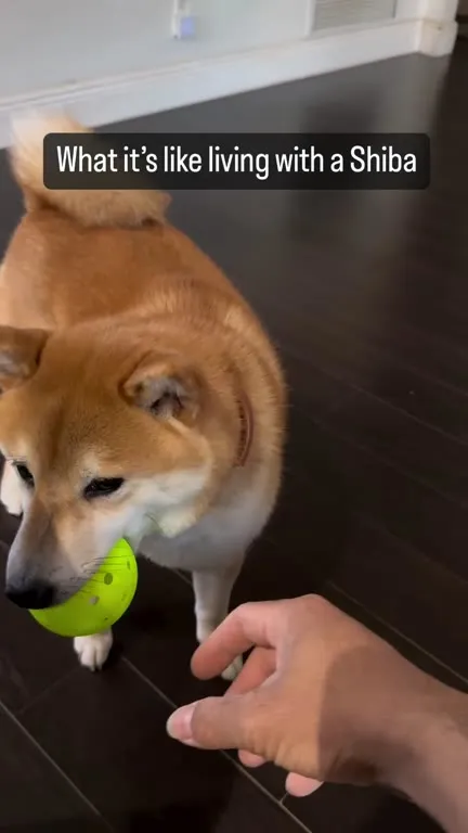 Living With a Shiba