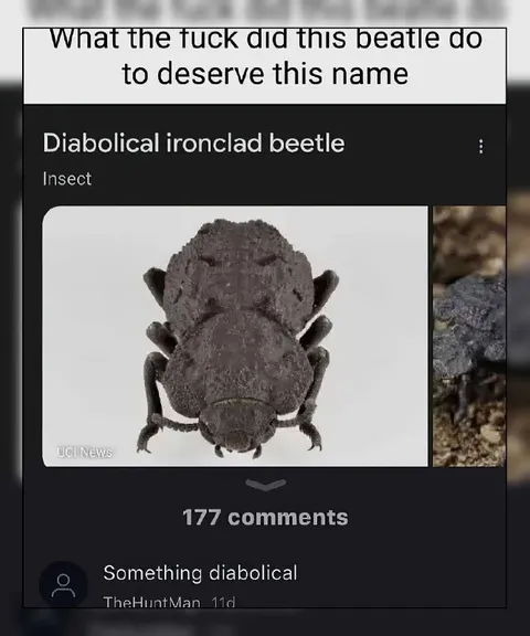 Diabolical Ironclad Beetle