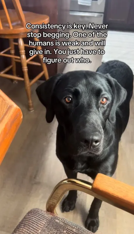 Consistency Is Key Dog