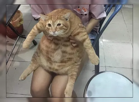 Кот, который слишком много съел