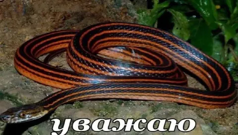 Змея с надписью «уважаю»