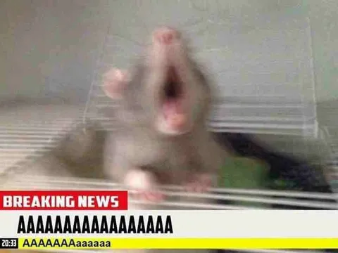 Breaking News Screaming Rat