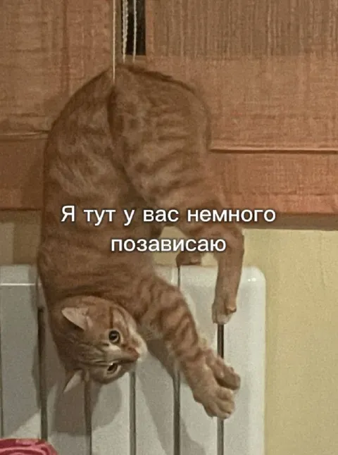 Кот немного позависает