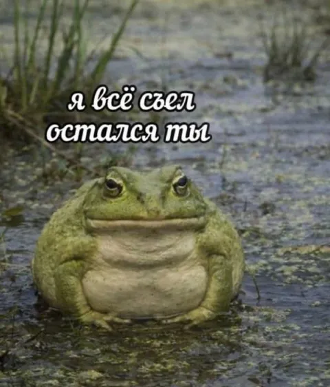 Лягушка всё съела