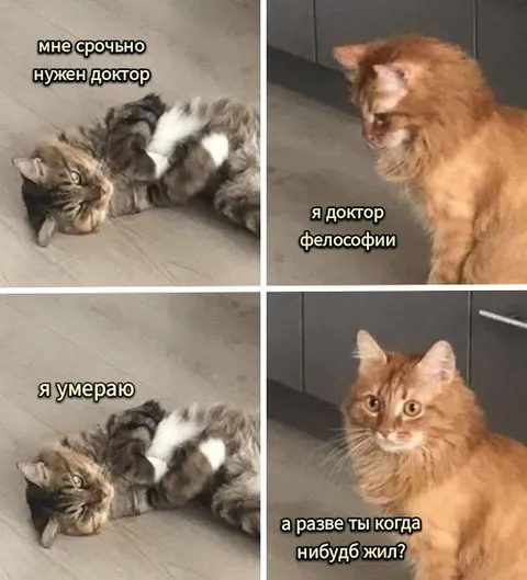 Доктор философии лечит кота