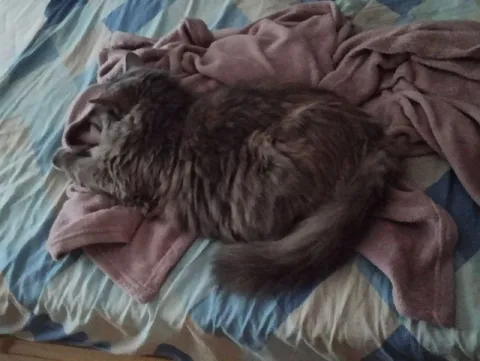 Кот, занявший всю кровать