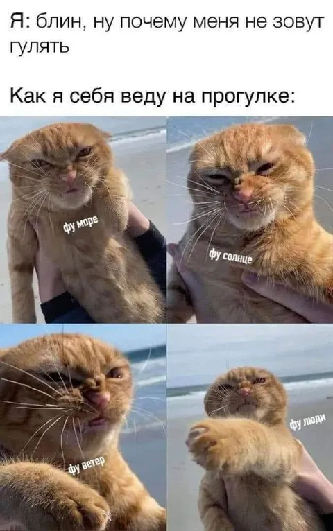 Кот, которого всё раздражает