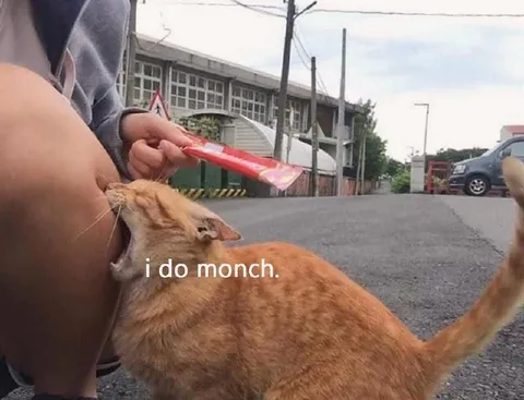 I Do Monch Cat