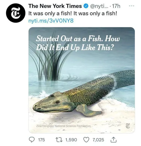 It Was Only a Fish