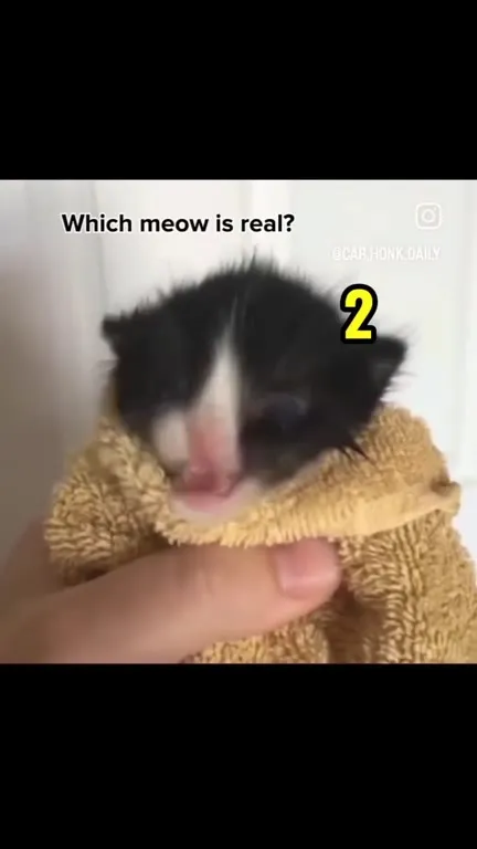 Which Meow Is Real?