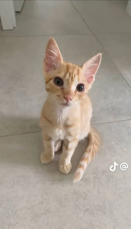 Рыжий котёнок с большими ушами