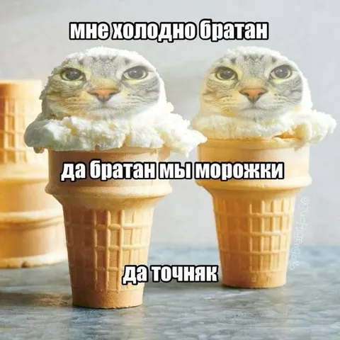 Коты в мороженом