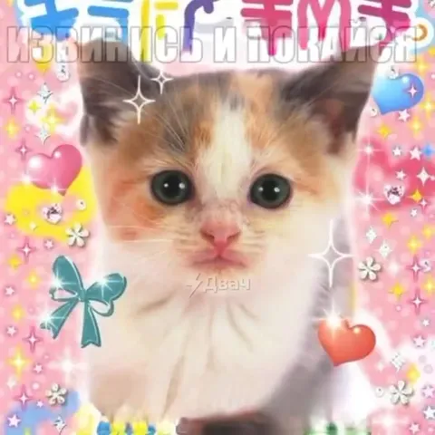 Котик требует покаяния