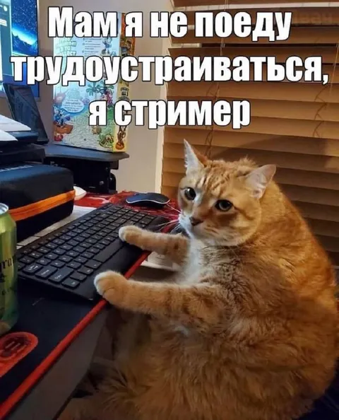 Кот решил стать стримером
