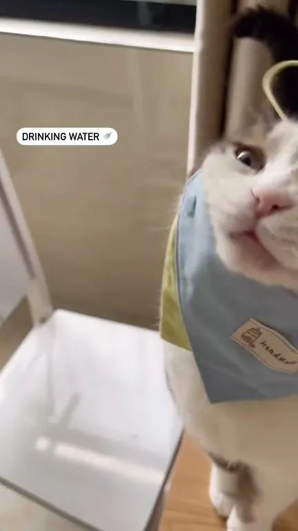 Cat Drinks Water From Spray Bottle