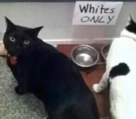 Whites Only Cat Sign