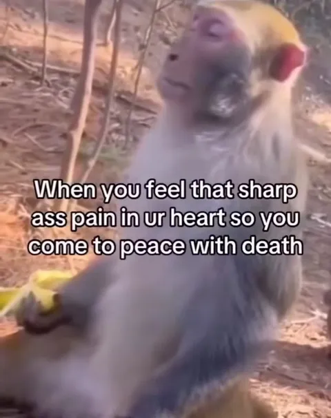 Monkey Makes Peace With Death