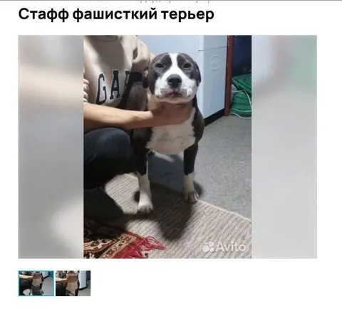 Стафф фашисткий терьер