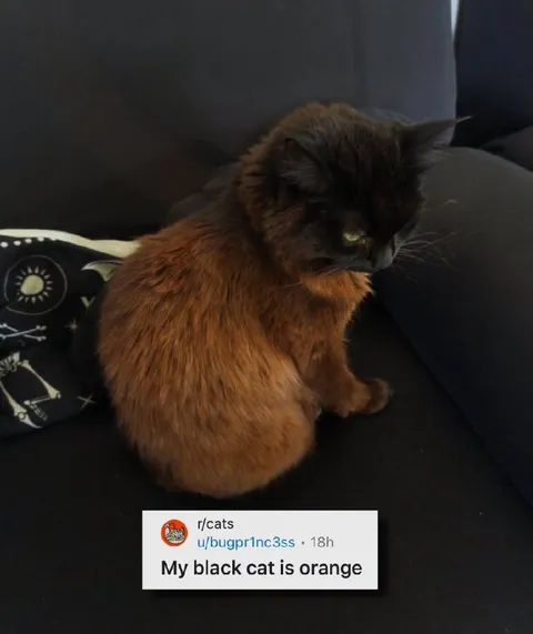 Black Cat Is Orange