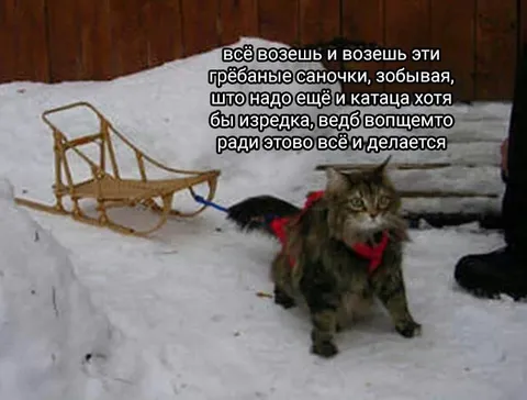 Кот тащит саночки