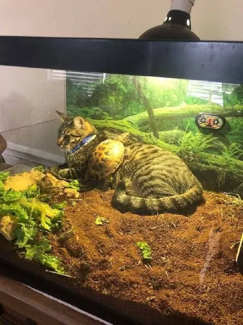 Кот захватил террариум