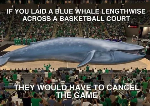 Blue Whale Cancels the Game