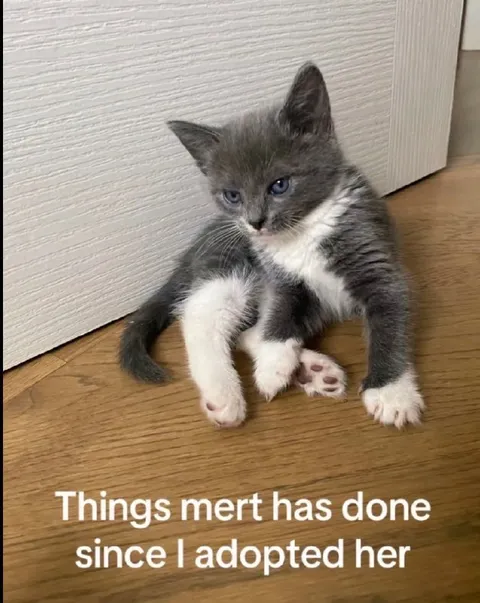 Things Mert Has Done Since Adoption