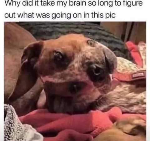 Confused Dog Finally Understands