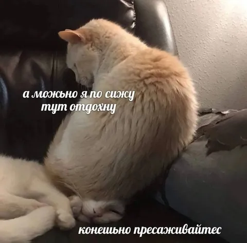 Кот присаживается отдохнуть
