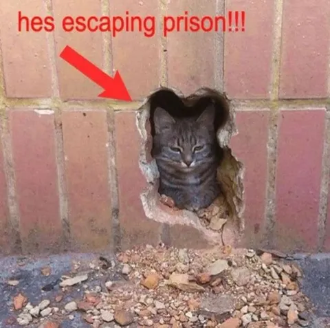 Cat Escaping Prison