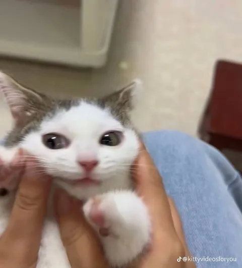 Котёнок с большими глазами
