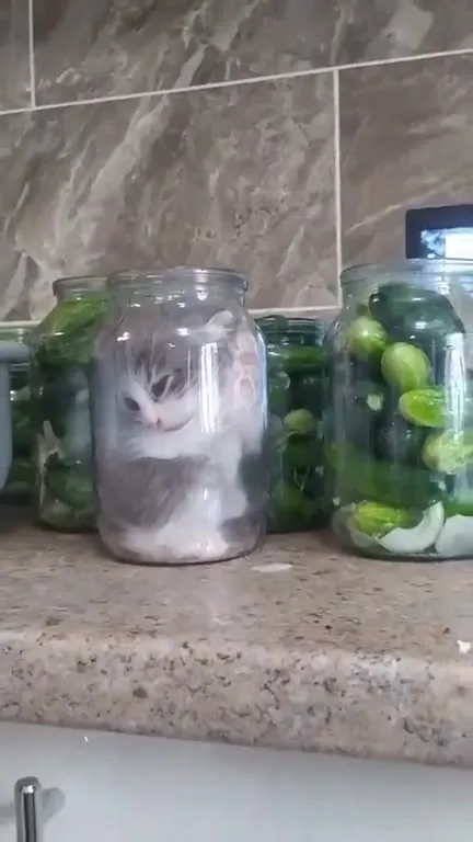 Котёнок выбирается из банки