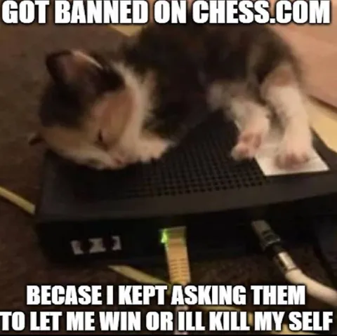 Cat Banned From Chess.com