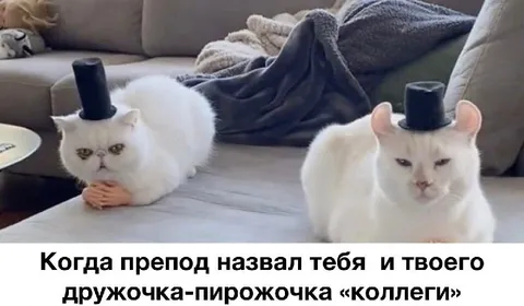 Препод назвал вас коллегами
