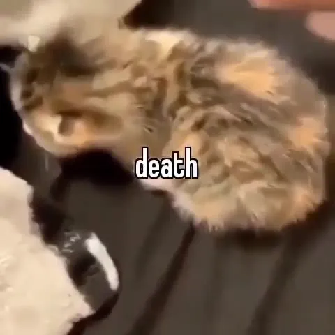 Cat Says Death