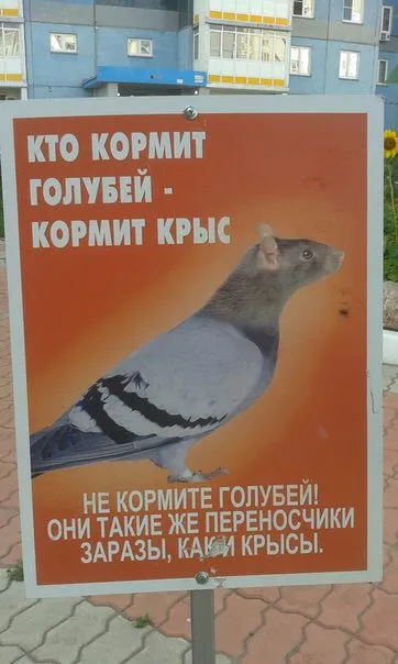 Кто кормит голубей, кормит крыс