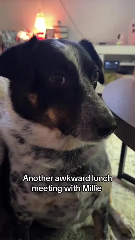 Another Awkward Lunch With Millie