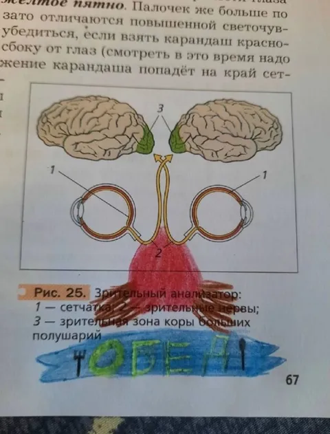 Зрительный анализатор с надписью