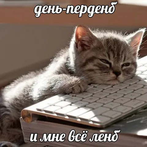 Кот и всё лень