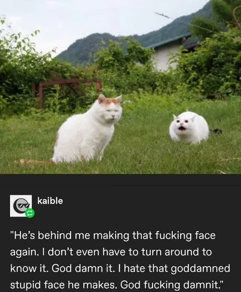 Cat Making That Stupid Face