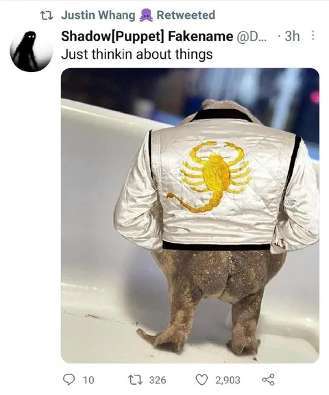 Scorpion Jacket Frog Thinking