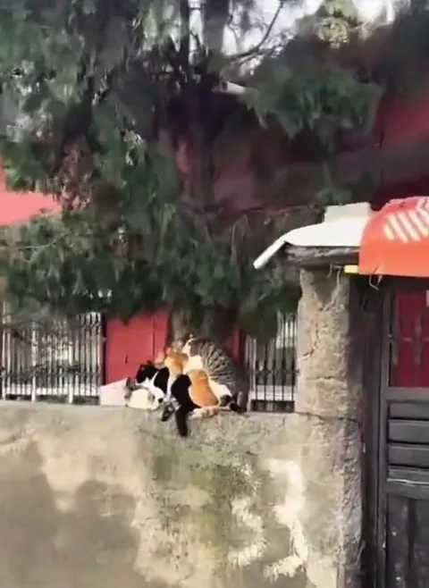 Cats Form a Living Pyramid