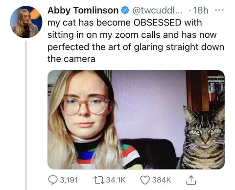 Cat Glares at Zoom Camera