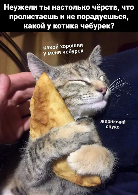 Котик с чебуреком